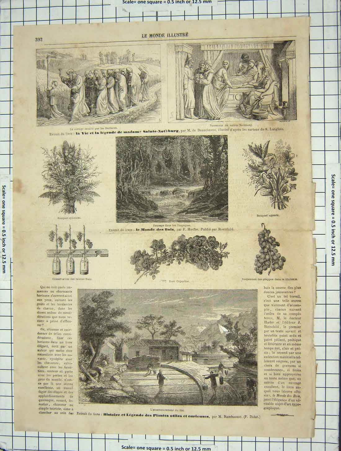 Original Old Antique Print Grapes Monde Des Bois Sainte-Nothburg France Flowers