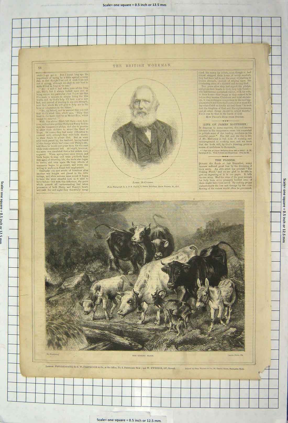Original Old Antique Print James Mccurrey Portrait Cattle Goats Donkey Animals