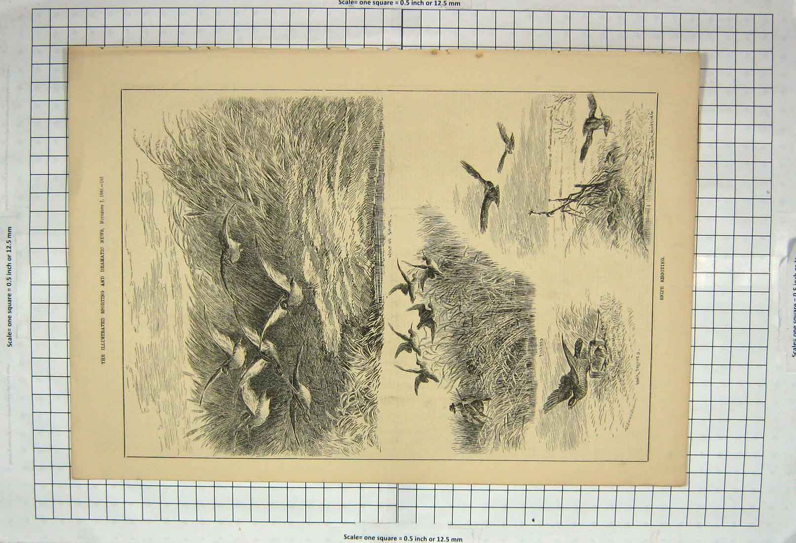 Original Old Antique Print 1885 Snipe Shooting Hunting Sport Birds Hawks 19th
