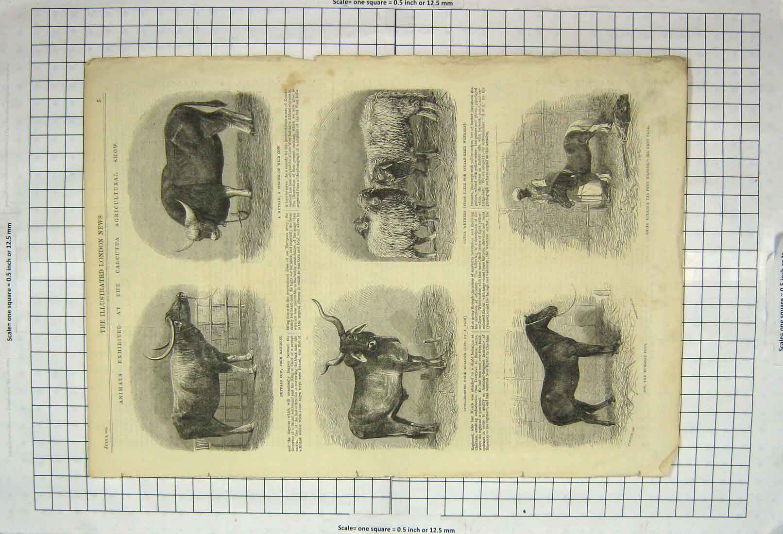 Original Old Antique Print 1864 Calcutta Agricultural Show Rangoon Cow Wethers