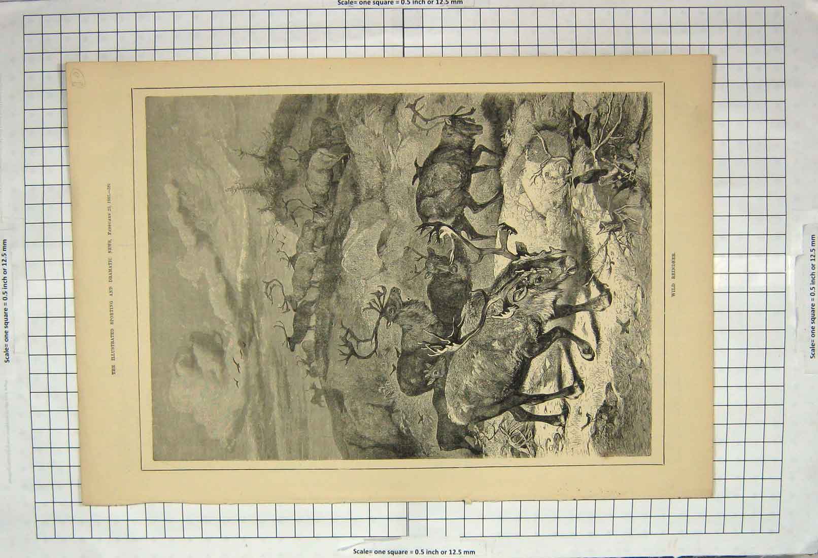Original Old Antique Print 1886 Wild Reindeer Exhibition Cycles Royal Aquarium