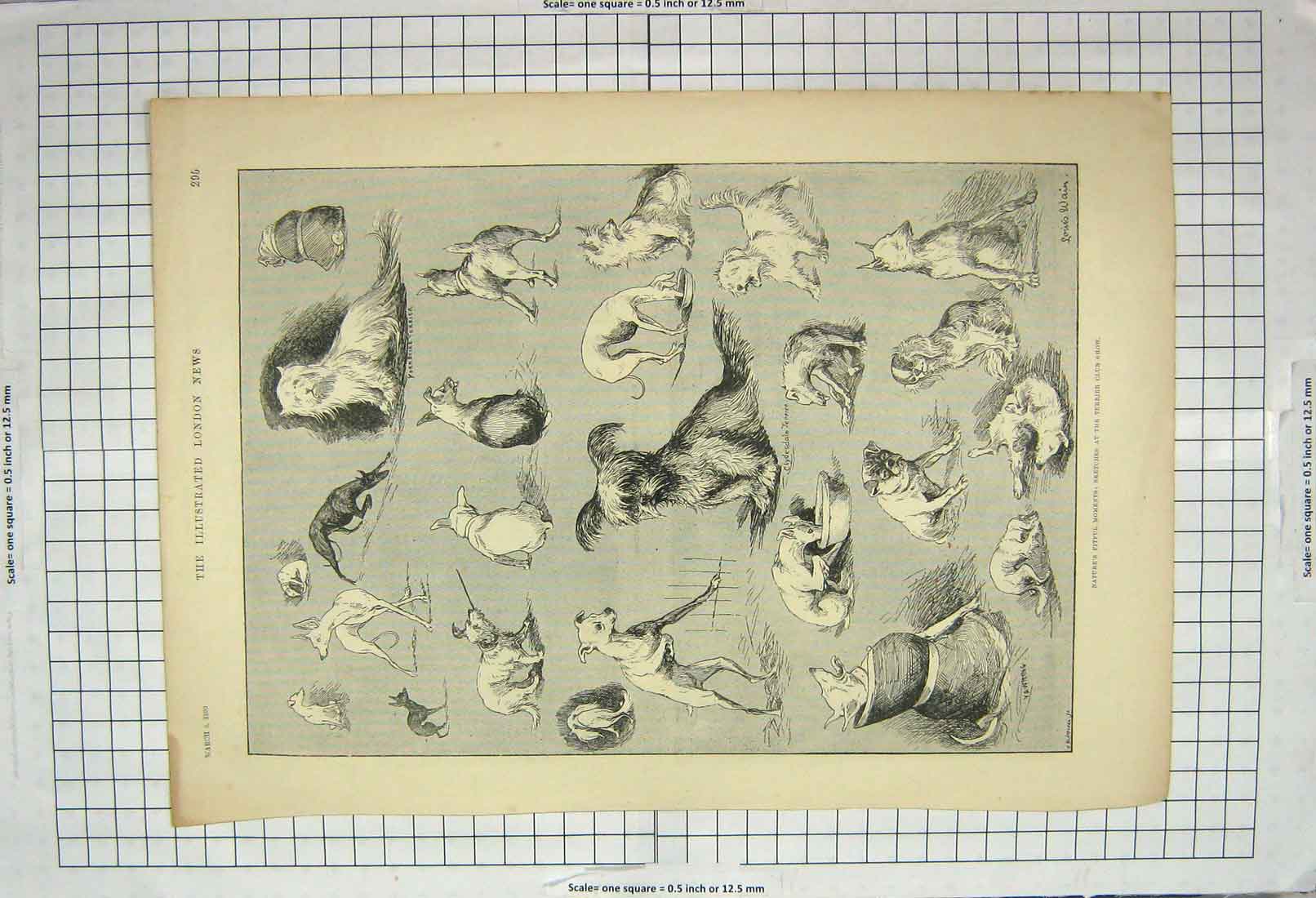 Old Antique Print 1890 Terrier Dog Club Show Queen Pathan India Muridki 19th