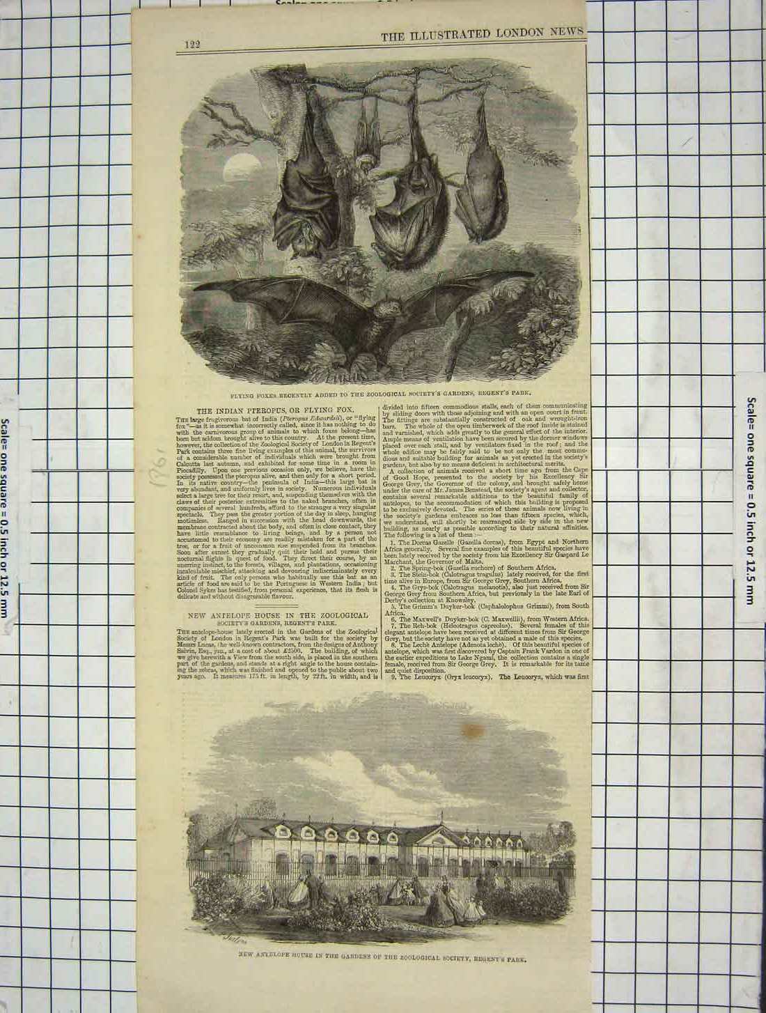 Old Antique Print 1861 Flying Foxes Antelope Zoological Gardens Regent'S 19th