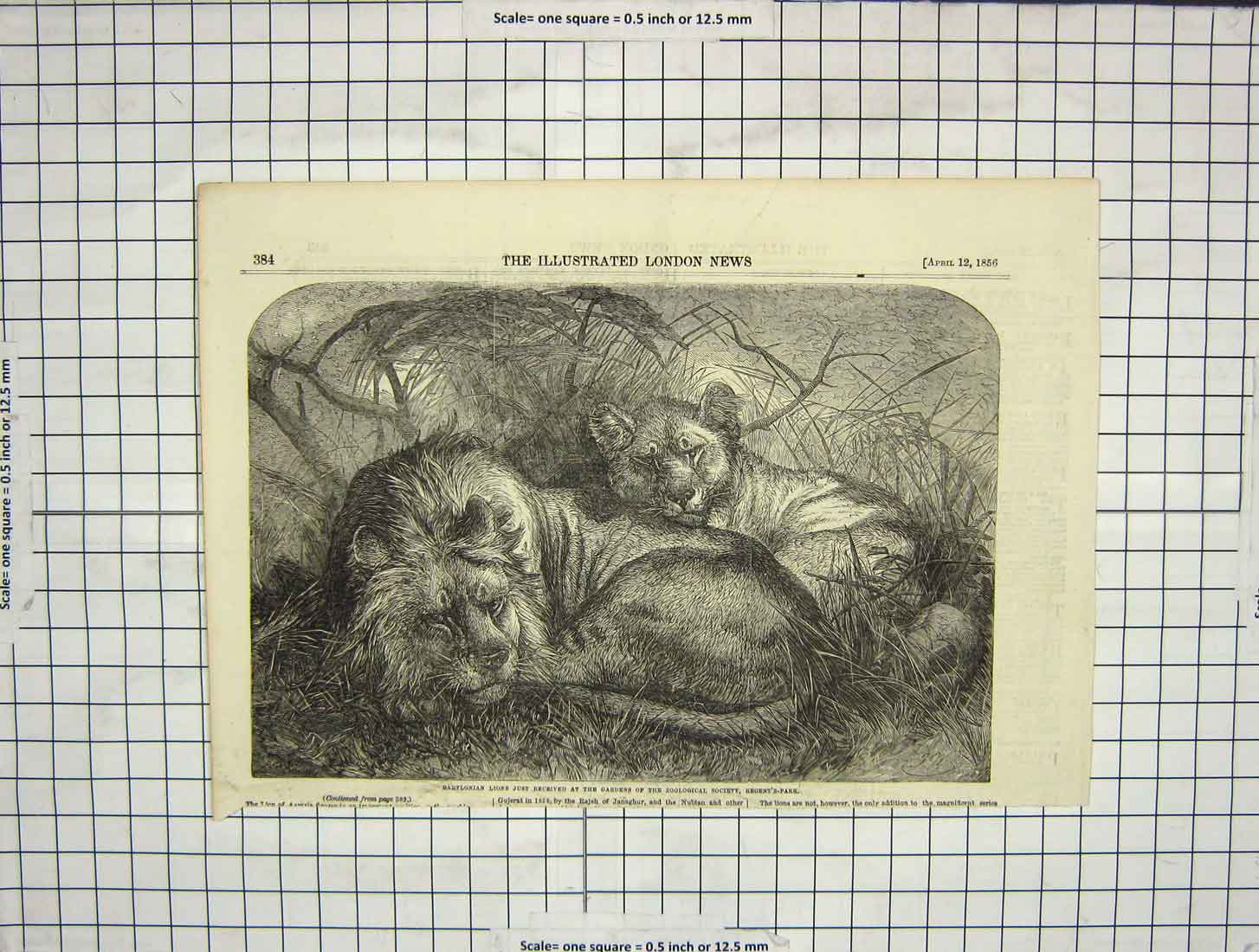 Old Antique Print 1856 Babylonian Lions Zoological Society Gardens Regent 19th