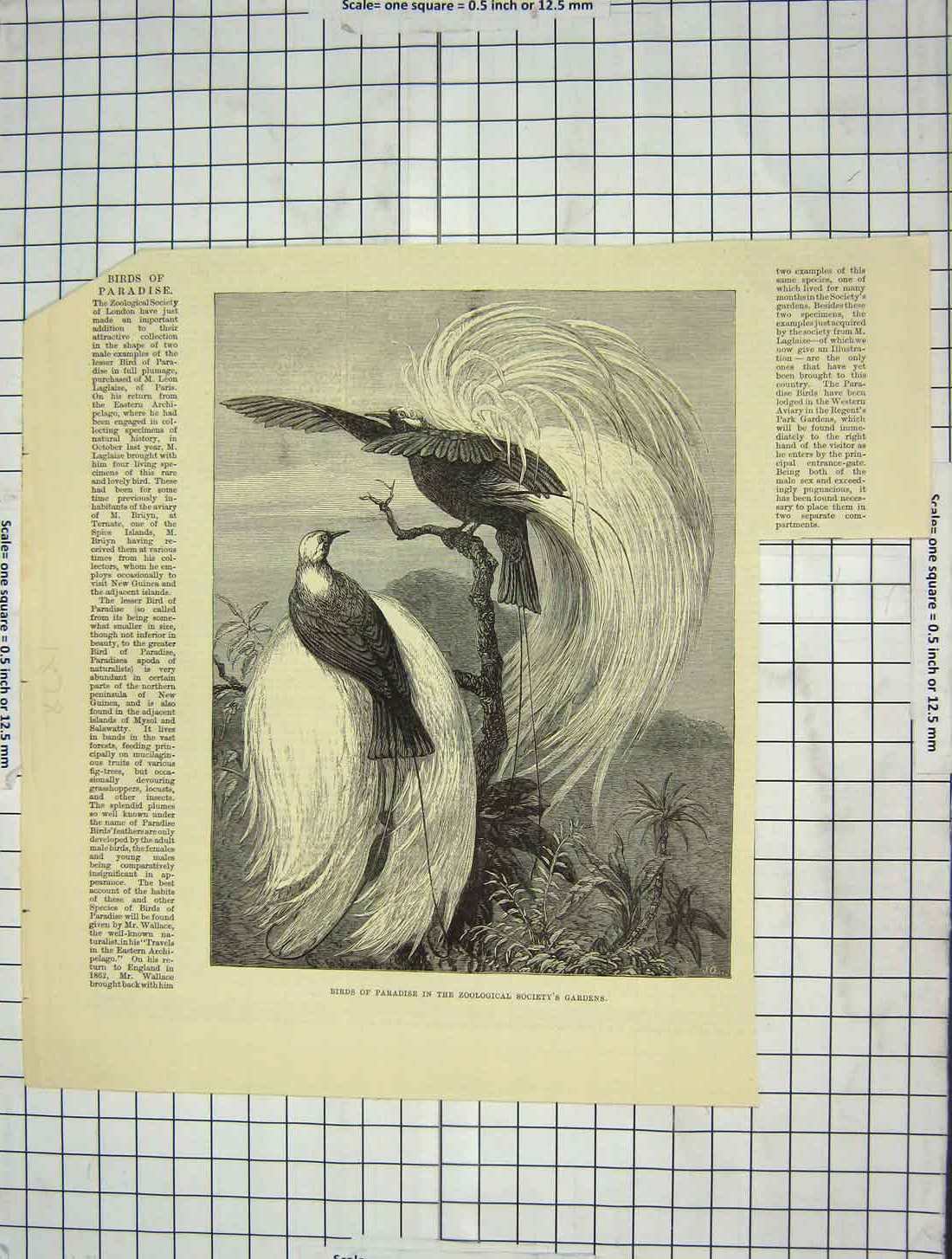 Original Old Antique Print Birds Paradise Zoological Society Gardens London