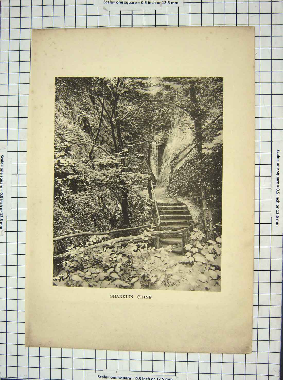 Original Old Antique Print Photograph Shanklin Chine River Trees
