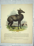 Original Old Antique Print Colour Nyl Ghau Antilope Pictus Wild Animal