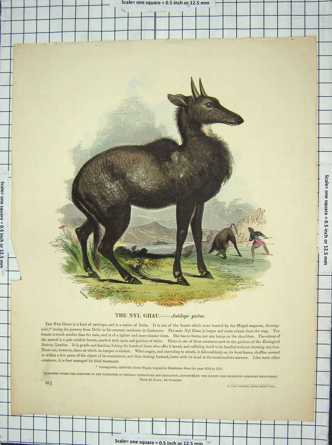 Original Old Antique Print Colour Nyl Ghau Antilope Pictus Wild Animal