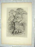 Original Old Antique Print Scene Under Fir Tree Landseer Lewis
