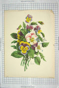 Original Old Antique Print Colour Flowers Pansies Plants
