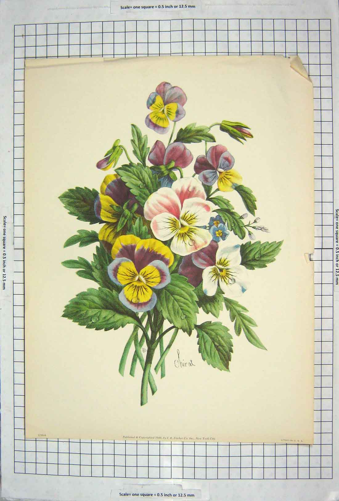 Original Old Antique Print Colour Flowers Pansies Plants