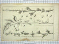 Old Antique Print Morella Cherries Blossom Portugal Quince Plants Nature