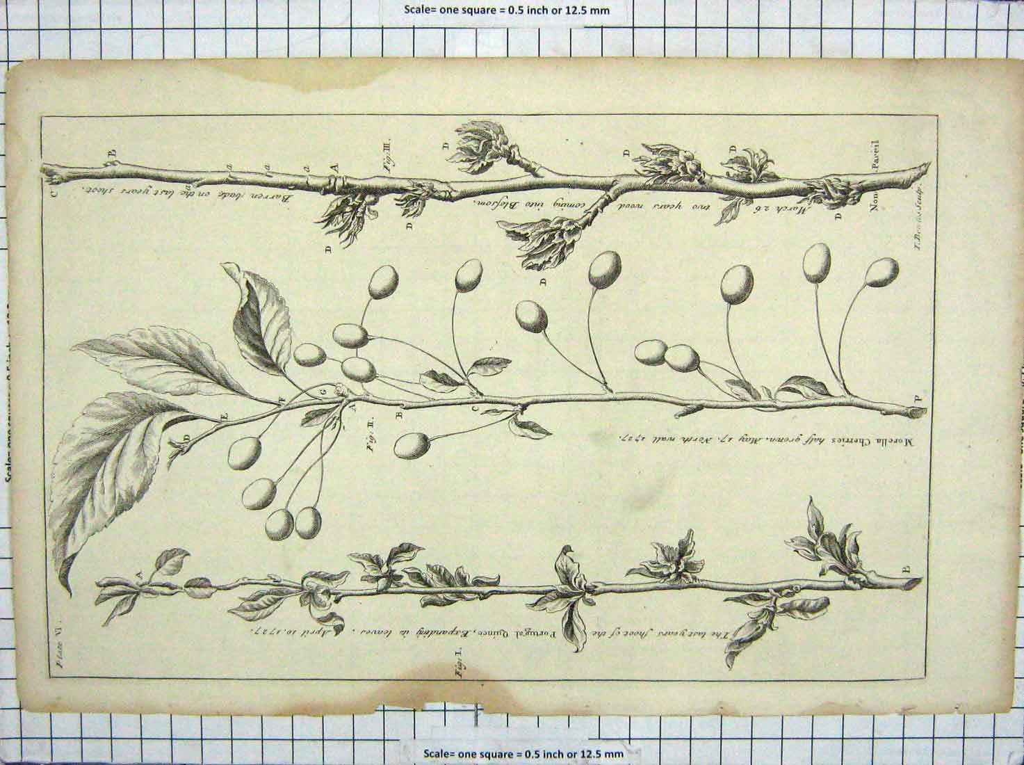 Old Antique Print Morella Cherries Blossom Portugal Quince Plants Nature