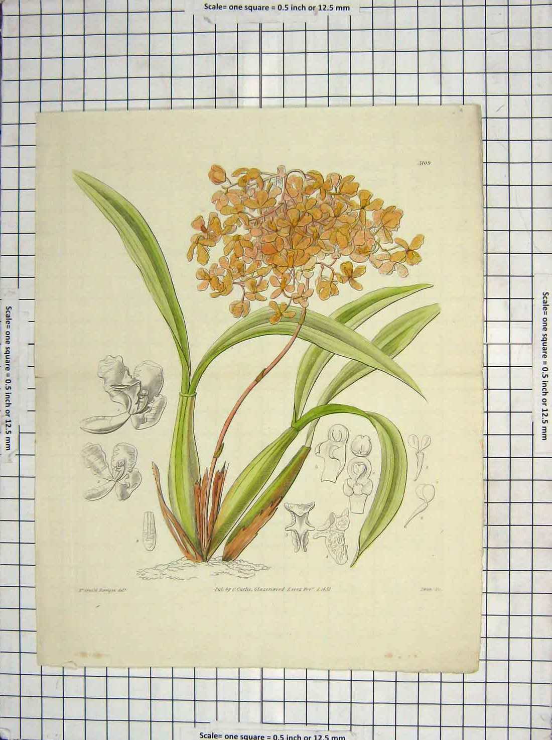 Original Old Antique Print 1831 Colour Plant Yellow Flower Glazenwood 19th