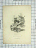 Original Old Antique Print 1803 Many Horned Sheep Walachlan 19th