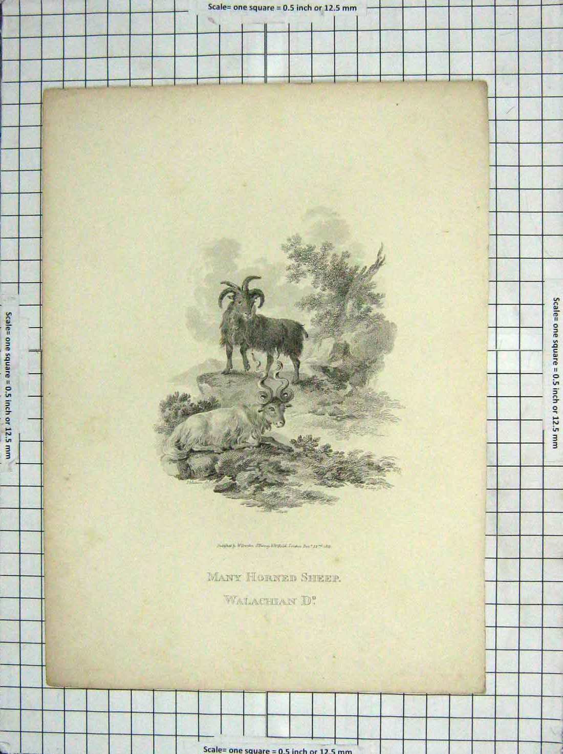 Original Old Antique Print 1803 Many Horned Sheep Walachlan 19th