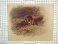 Original Old Antique Print Colour Brown Rat Farmyard Vermin 19th