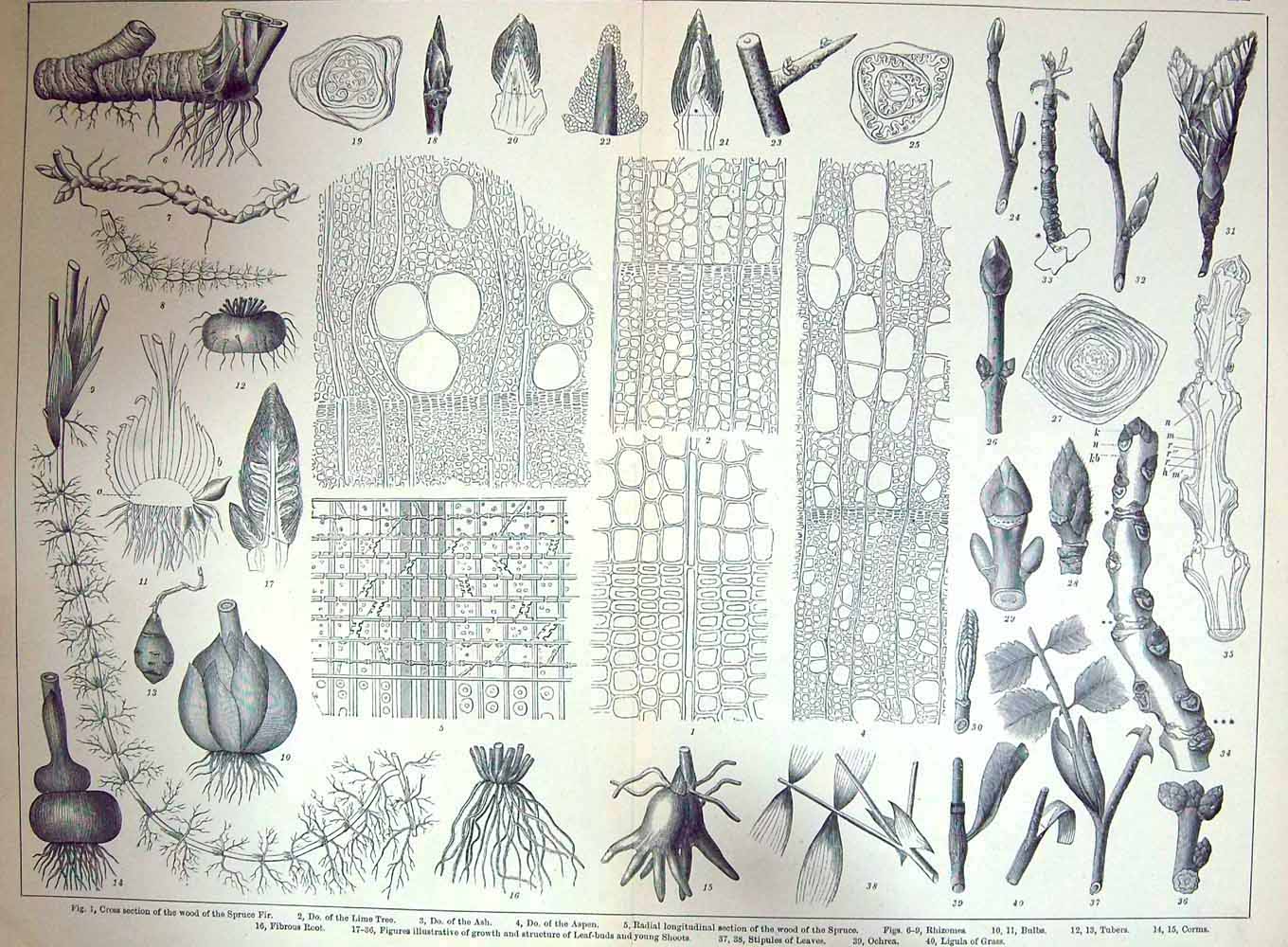 Original Old Antique Print Botany Roots Buds Wood Plants Ash Tree Bulbs Lime