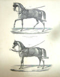 Old Antique Print Single Pair Horse Harness Transport William Mackenzie