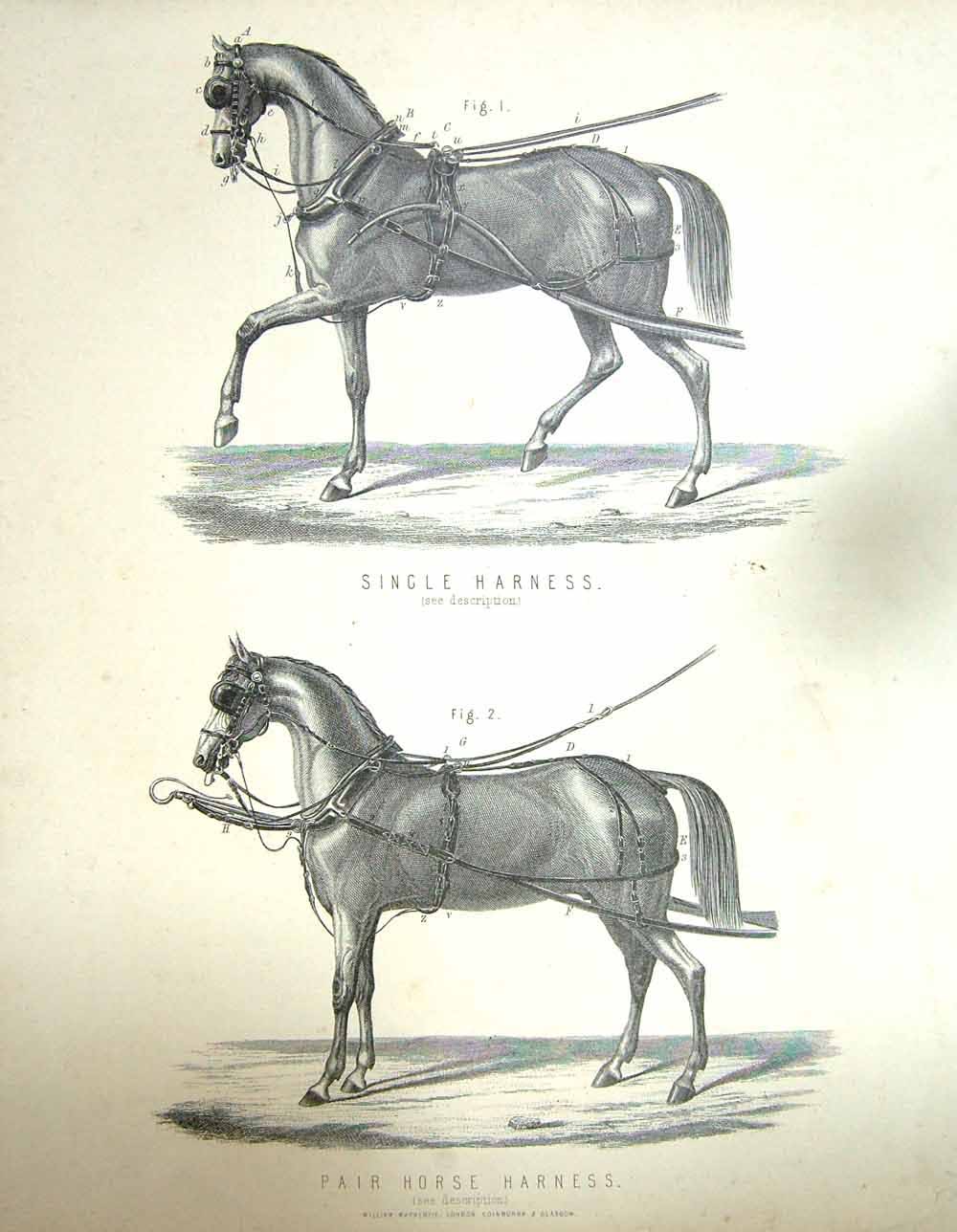 Old Antique Print Single Pair Horse Harness Transport William Mackenzie