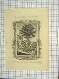 Original Old Antique Print Odun Earl Devon Danish Standard Sydney Engraving