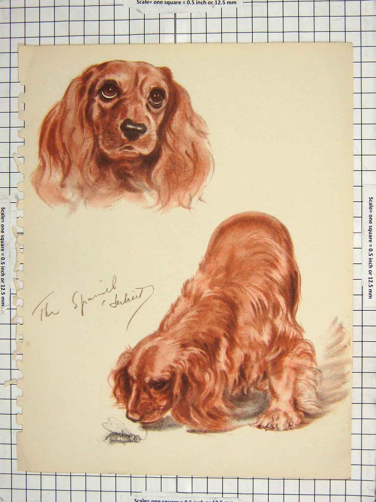 Original Old Antique Print Colour Spaniel Dog Animal Pet