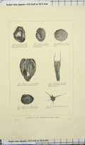 Original Old Antique Print Plants Cromer Forest Bed Seed Woody Nightshade Lily