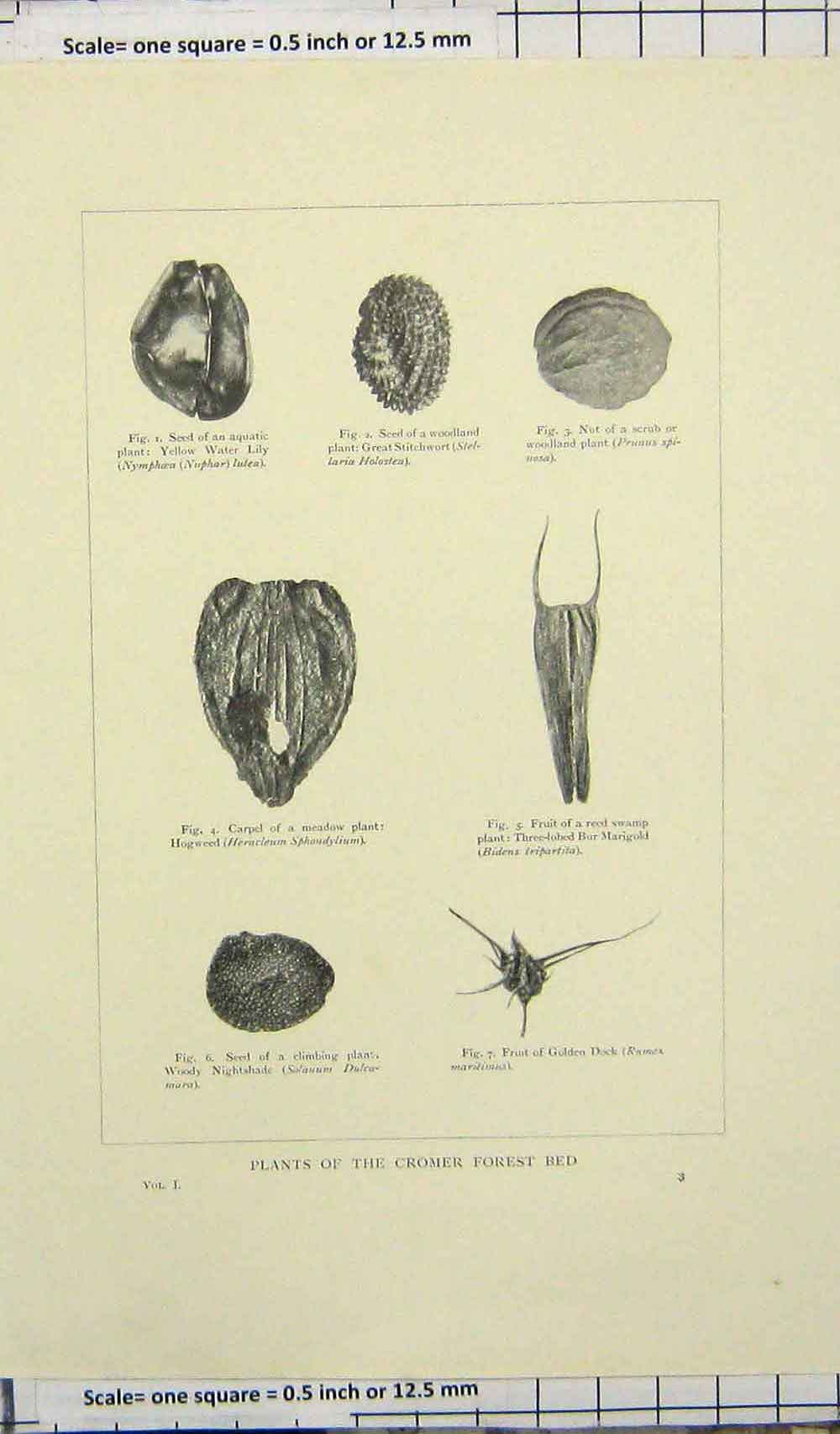 Original Old Antique Print Plants Cromer Forest Bed Seed Woody Nightshade Lily