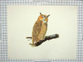 Original Old Antique Print Colour Willi Schnabel Eagle Owl