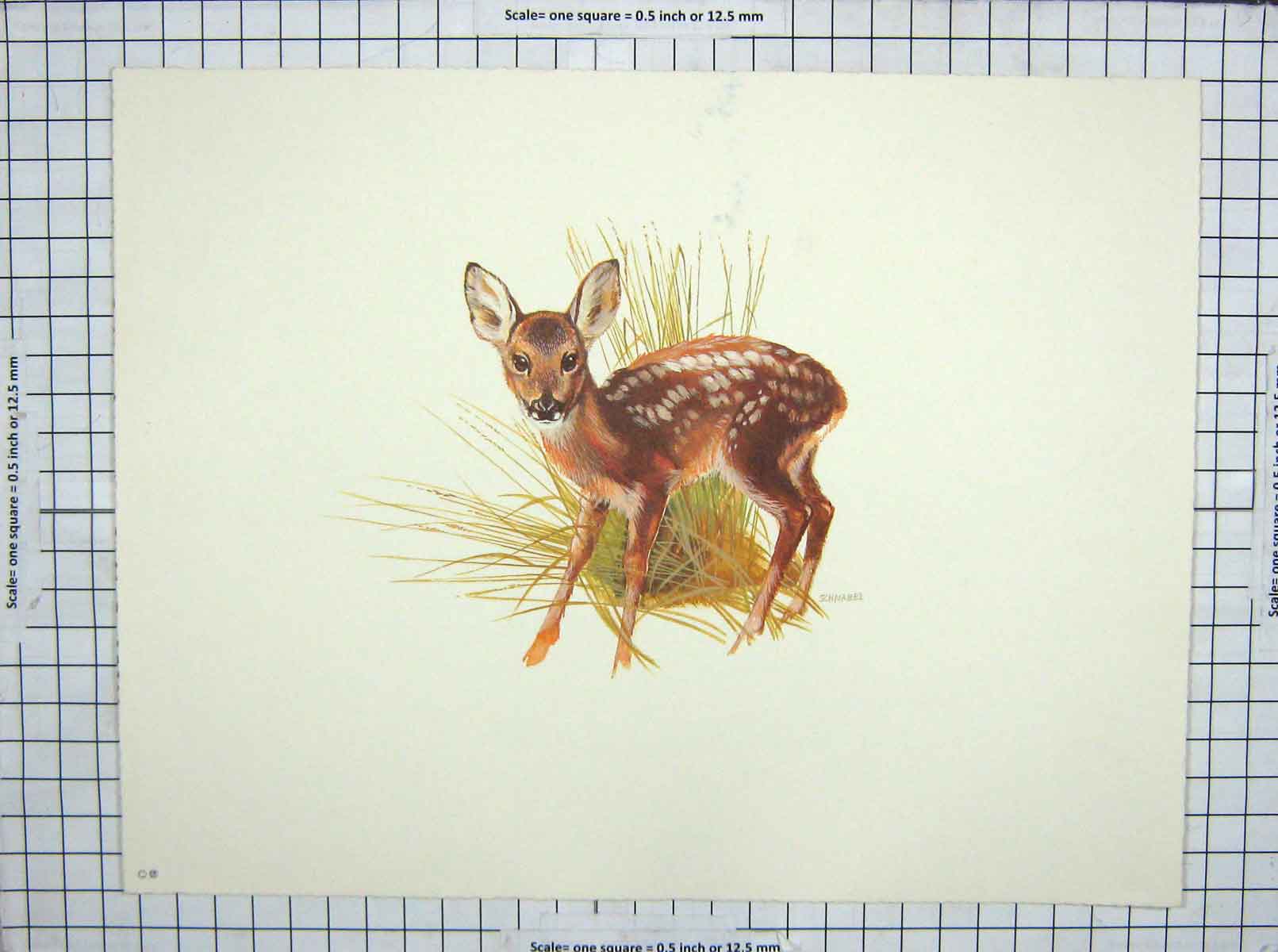Original Old Antique Print Colour Fawn Deer Willi Schnabel