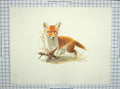 Original Old Antique Print Colour Young Fox Willi Schnabel