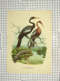 Original Old Antique Print Colour Aninga Water Turkey Birds Anhinga
