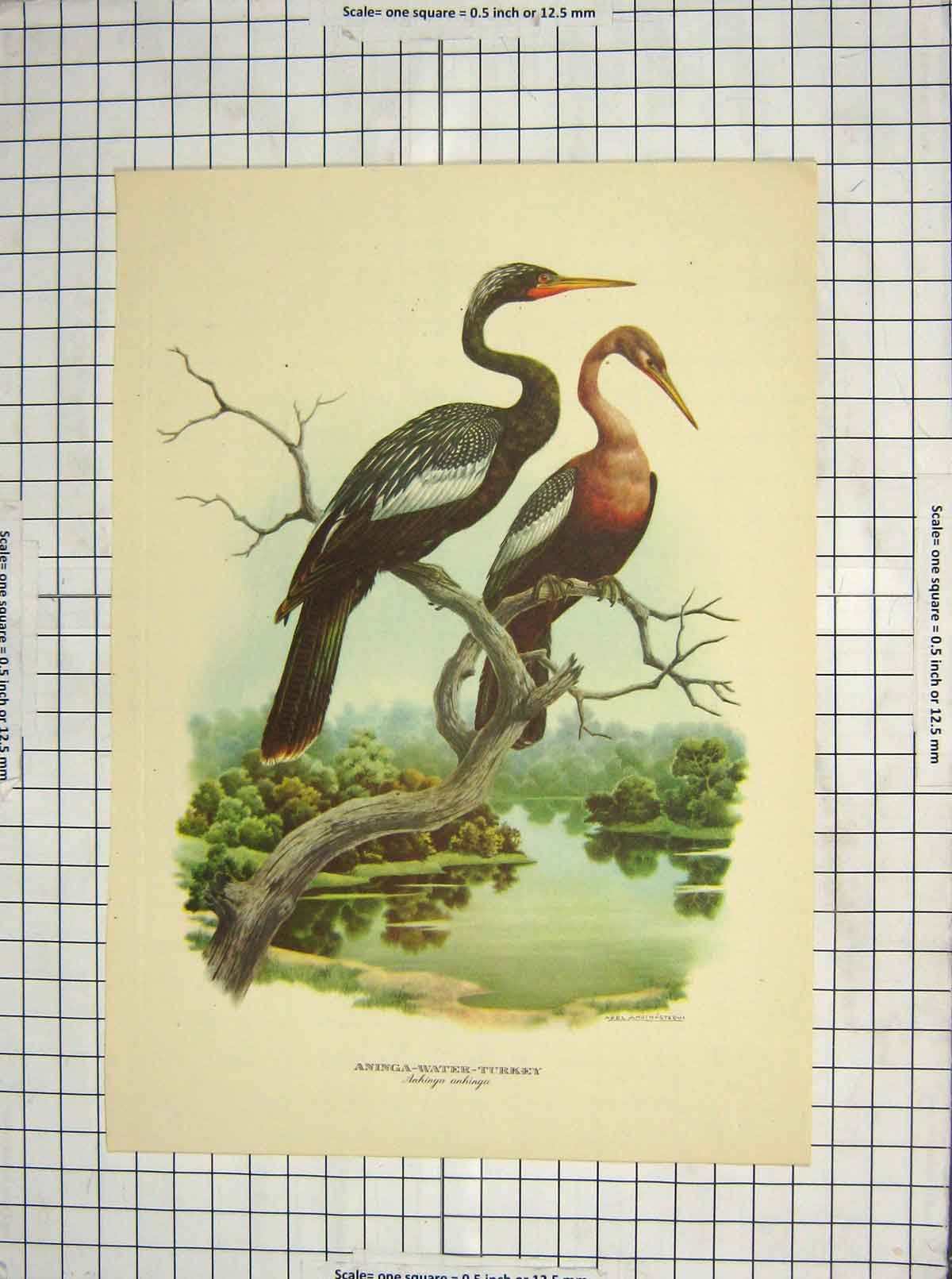 Original Old Antique Print Colour Aninga Water Turkey Birds Anhinga