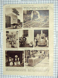 Original Old Vintage Print 1947 Olympia British Industry Fair Kittiwakes Birds