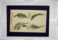 Original Old Antique Print History Plants Pine Tree Dwarf Wild Nature Green