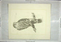 Original Old Antique Print Drawing Owl Bird Prey Merlin Hubbard