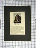 Original Old Antique Print Colour Goodrich Castle Herefordshire England