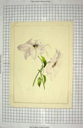 Original Old Antique Print Colour White Green Flowers Burlingham