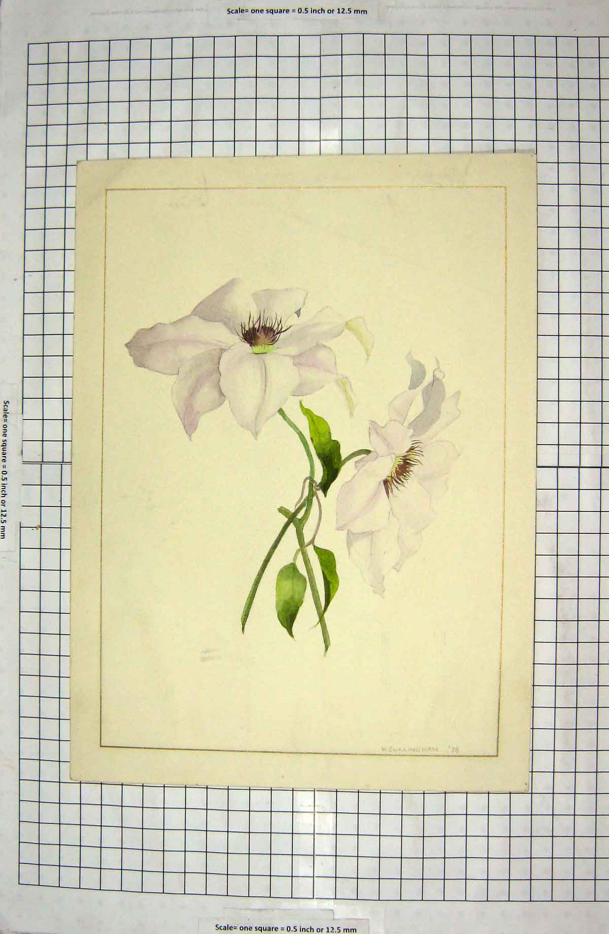 Original Old Antique Print Colour White Green Flowers Burlingham