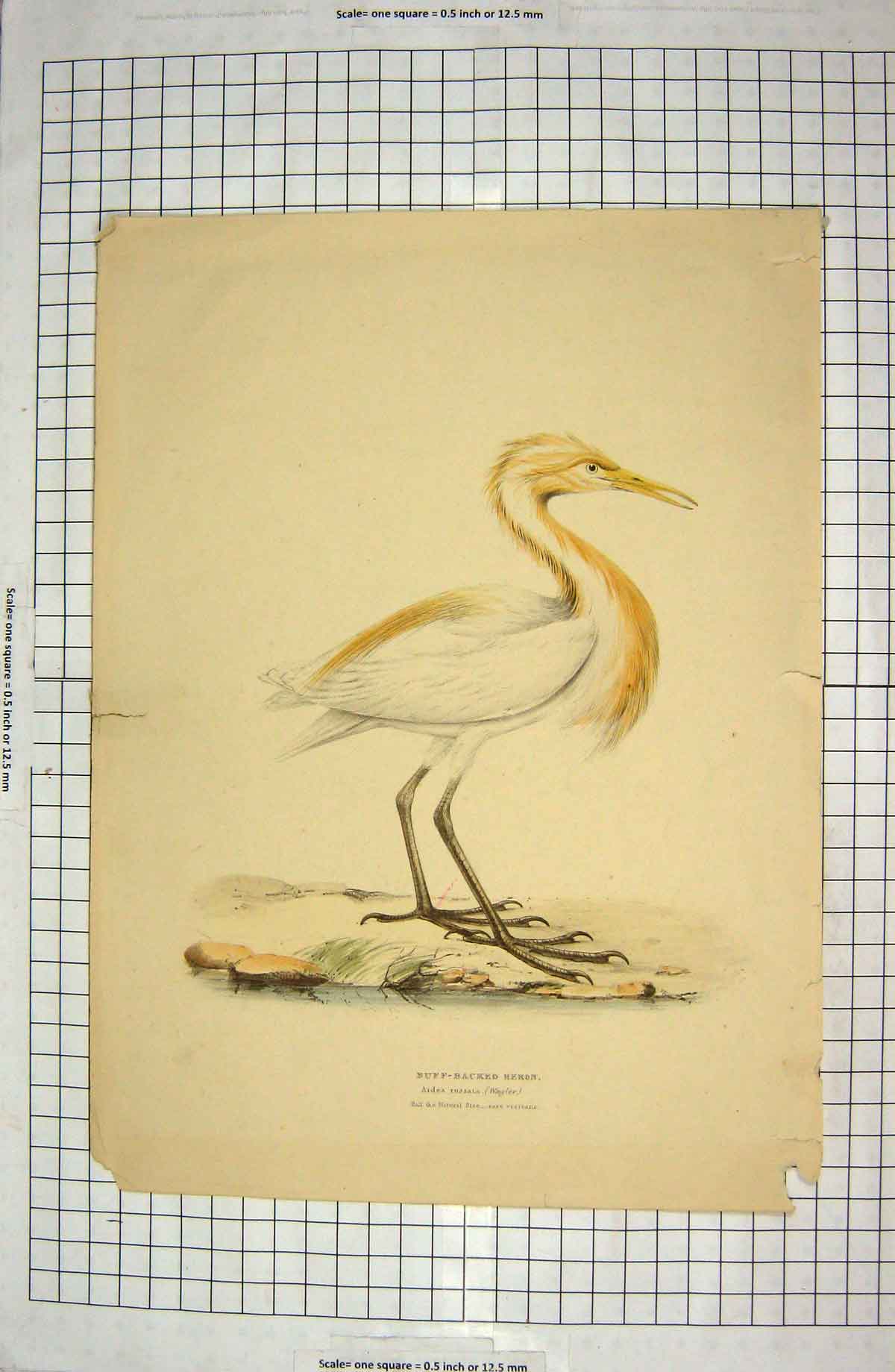 Original Old Antique Print Colour Buff-Backed Heron Bird Ardea