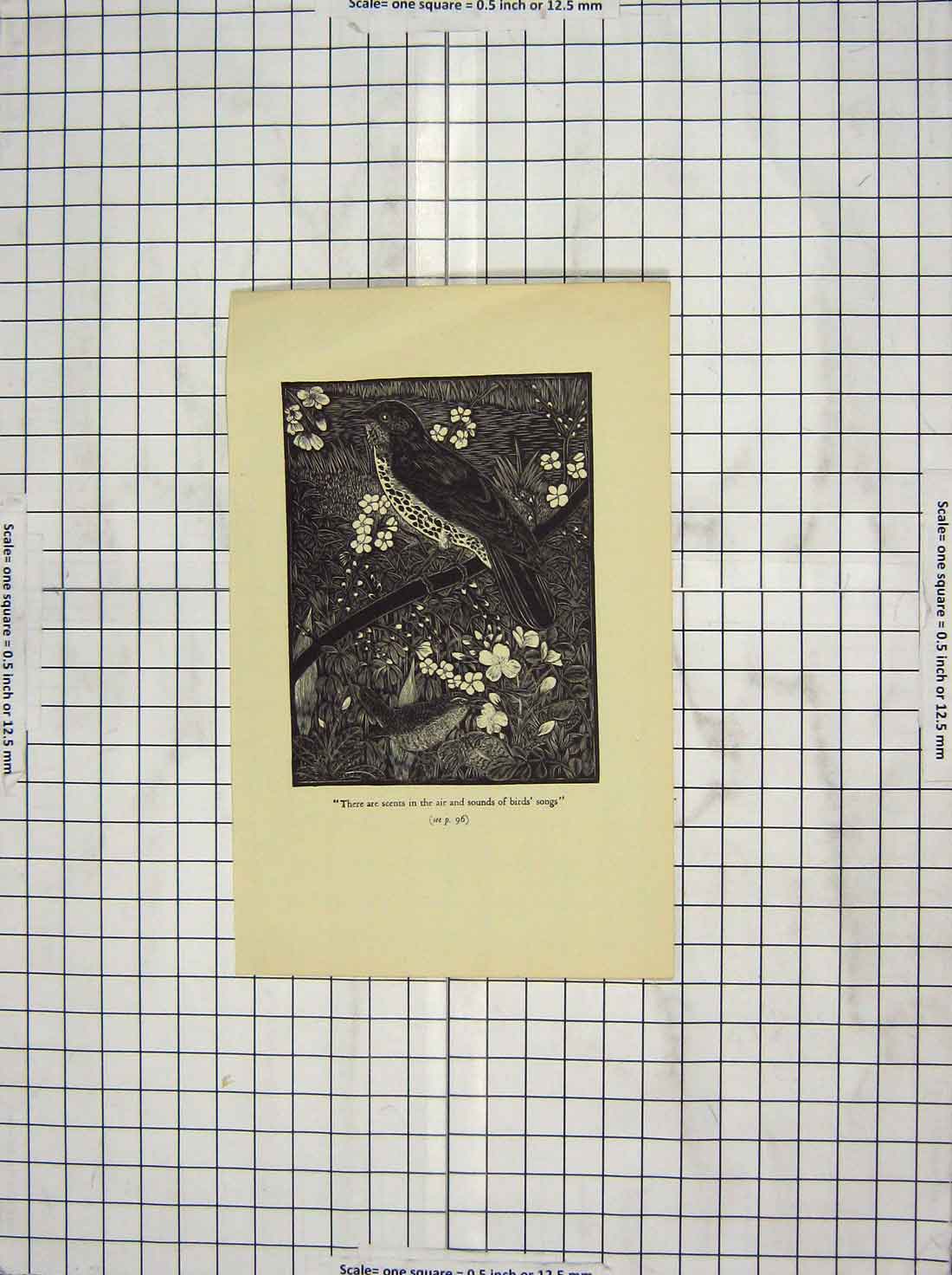 Original Old Antique Print Birds Tree Flowers Garden Nature