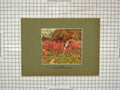 Original Old Antique Print Colour Foxgloves Flowers Trees Allingham