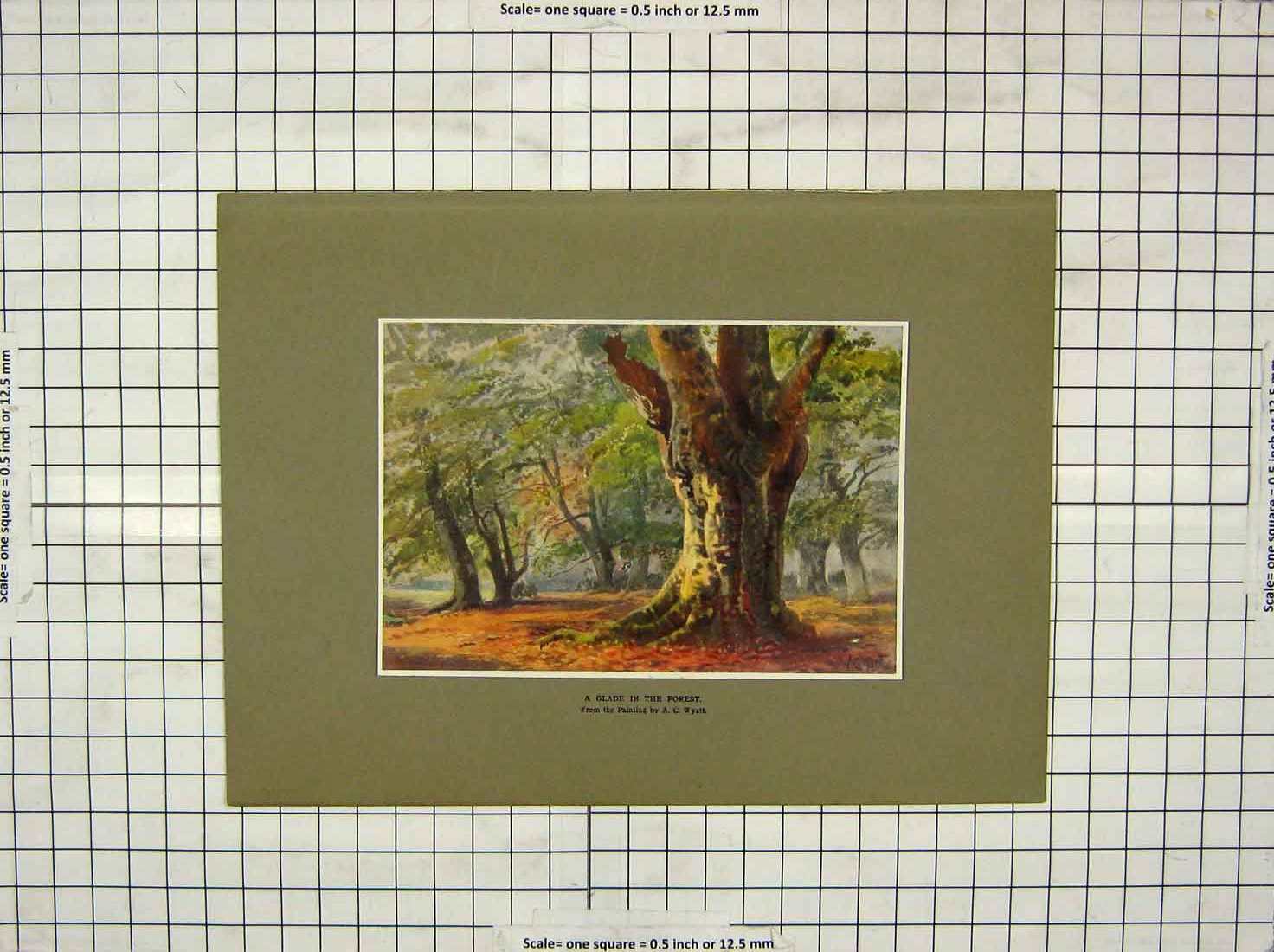 Original Old Antique Print Wyatt Colour Forest Trees Nature