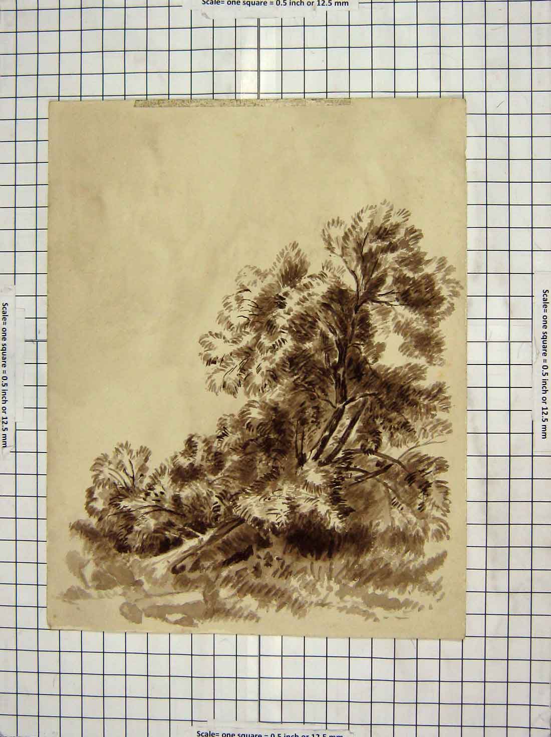 Original Old Antique Print Drawing Trees Nature Mosley