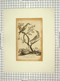 Original Old Antique Print 1804 The Gen Colibris Male Female Birds Nature 19th
