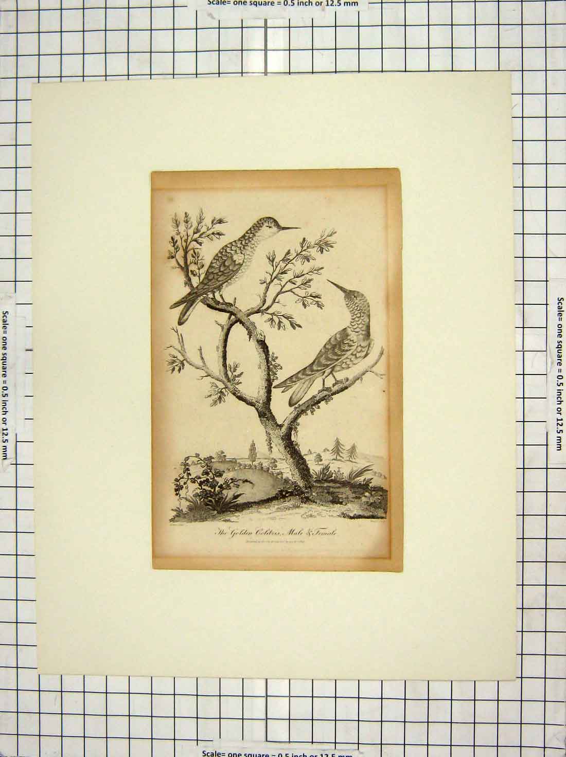 Original Old Antique Print 1804 The Gen Colibris Male Female Birds Nature 19th