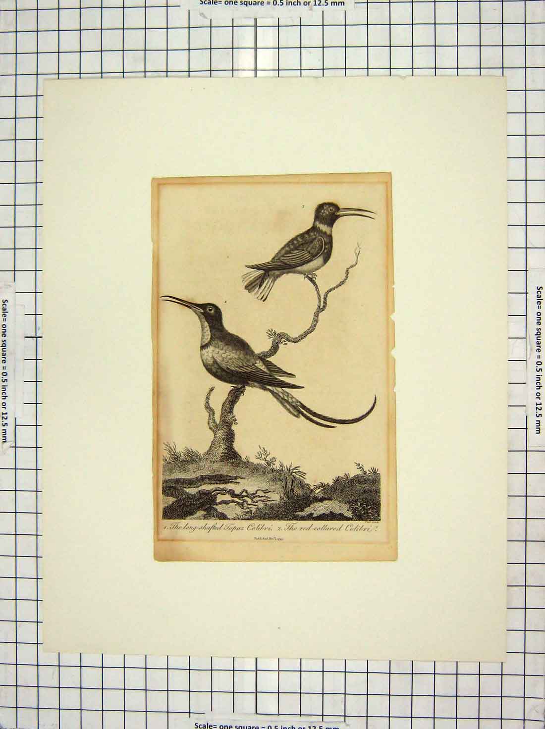 Original Old Antique Print Long-Shafted Topaz Colibri Red-Collared Birds Nature