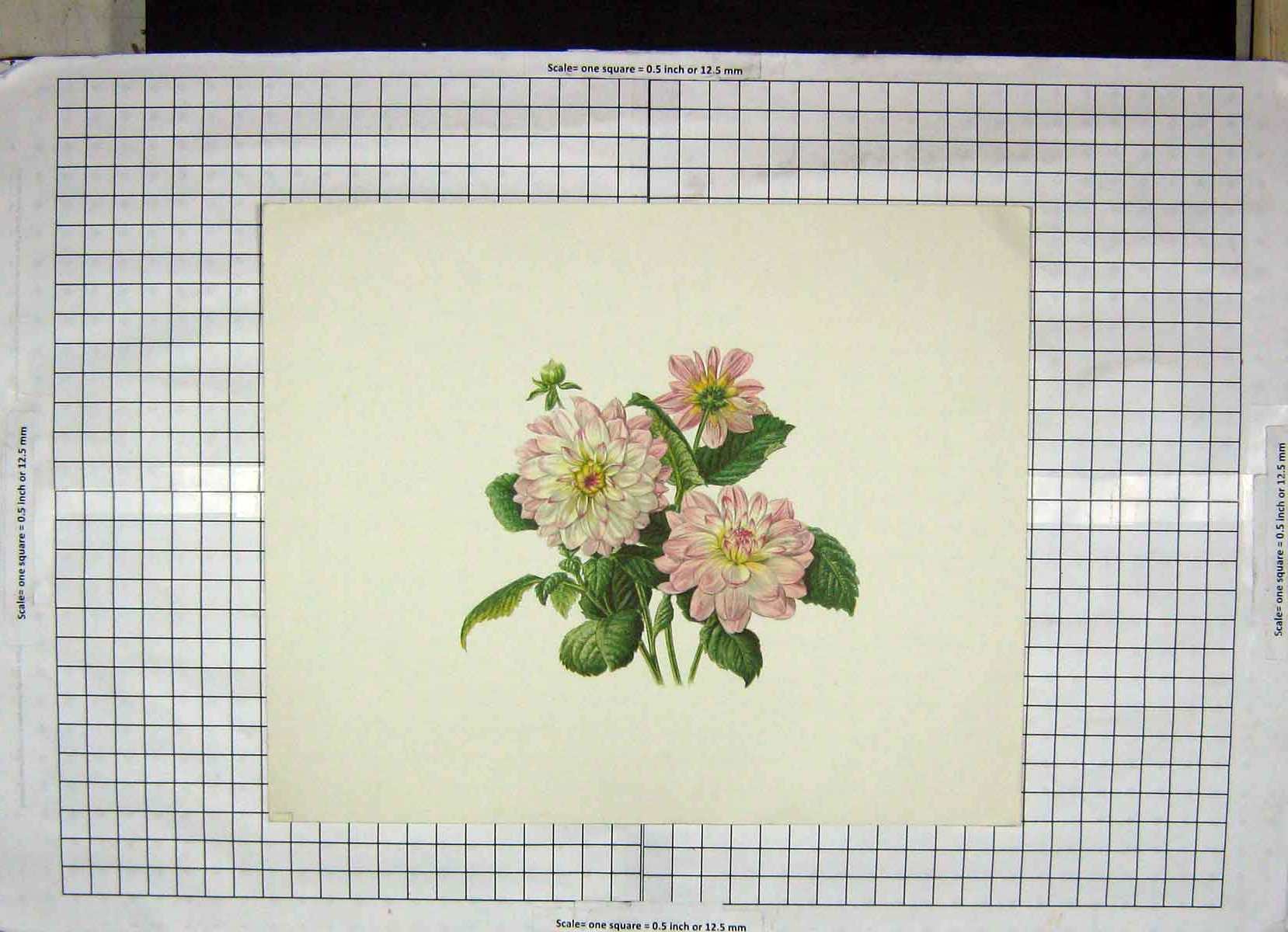 Original Old Antique Print Colour Flowers Green Pink White Nature
