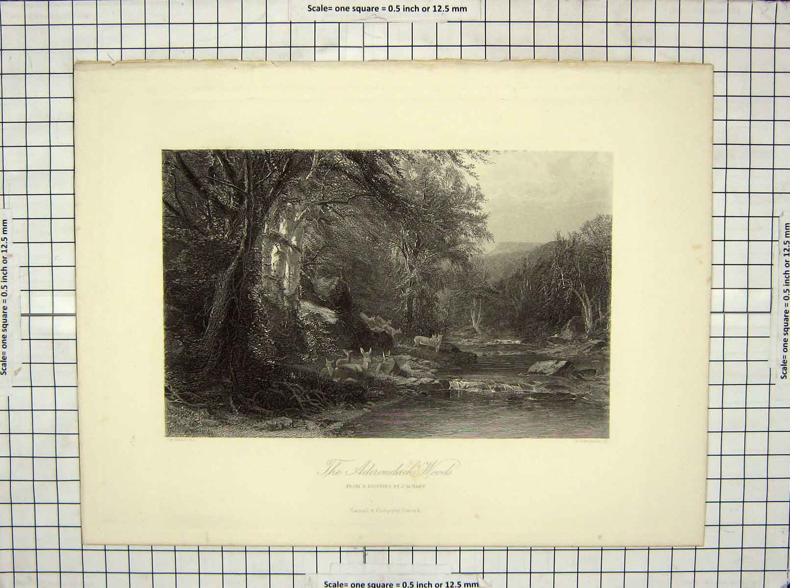 Original Old Antique Print View Adirondack Woods Trees Deer Hart Hinshelwood