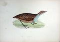 Original Old Antique Print Colour Landrail Bird Nature